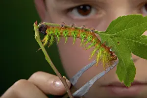 Fraterna: Moth - Urticant and dangerous caterpillar observed