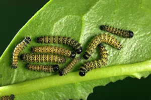 Ricini: Moth - Young caterpillars of the hybridation Philosamia