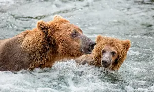 Baths: Mother Alaska Peninsula brown bear (Ursus arctos