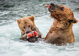 Swallowing: Mother Alaska Peninsula brown bear (Ursus arctos