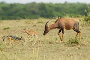 Topi: Topi