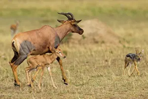 Attack: Topi