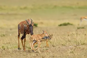 Attack: Topi