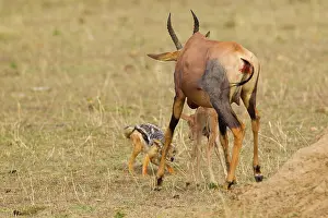Attack: Topi