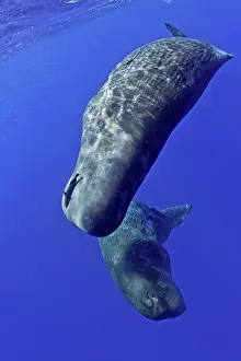 Sperm: Mother and calf sperm whale, Physeter macrocephalus