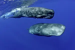 Sperm: Mother and calf sperm whale, Physeter macrocephalus