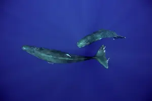 Sperm: Mother and calf sperm whale, Physeter macrocephalus
