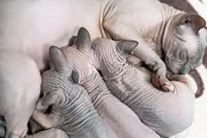 Nudity: Mother Canadian Sphynx cat lies and breastfeeding