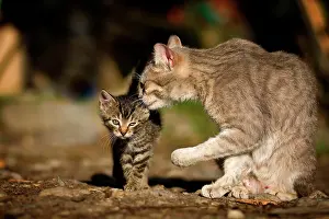 Housecat: Mother cat preening her kitten, Germany, Europe
