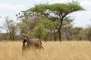 Meru: Mother and child zebras at the Meru National