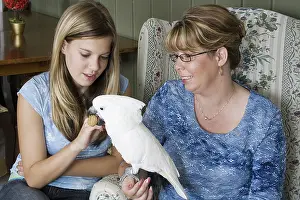 Cacatua: Mother and Daughter Feeding Umbrella Cockatoo