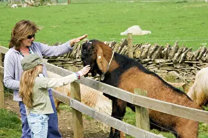 Stroking: Mother and daughter - stroking head of Nanny goat