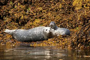 Gaze: A mother Harbor seal (Phoca vitulina) and her pup