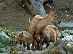 Kids: Mother Ibex with her young. European mountains