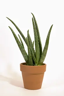 Container: Mother In Law's Tongue or snake plant (Sanseviera
