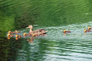 Ducklings: Mother mallard and young