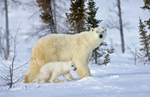 Keren: Mother polar bear with cub on the tundra