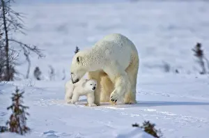 Wapusk: Mother polar bear with three cubs on the