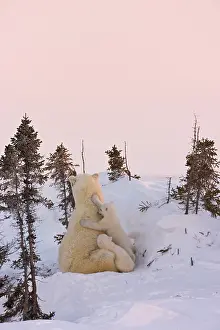 Wapusk: Mother polar bear with three cubs on the