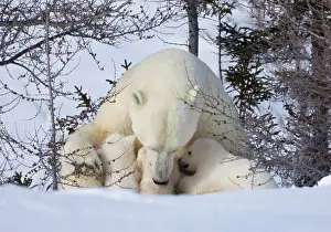 Suckle: Mother polar bear with three cubs on the