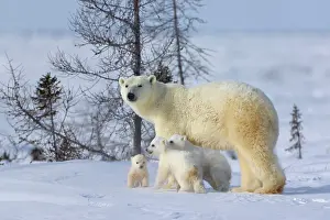 Keren: Mother polar bear with three cubs on the