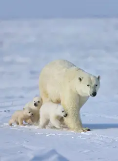 Keren: Mother polar bear with three cubs on the