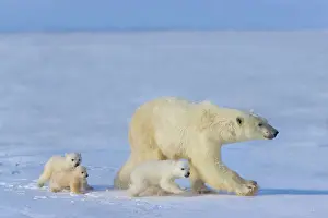 Keren: Mother polar bear with three cubs on the