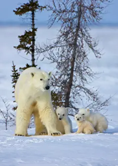 Keren: Mother polar bear with three cubs on the