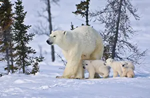 Keren: Mother polar bear with three cubs on the