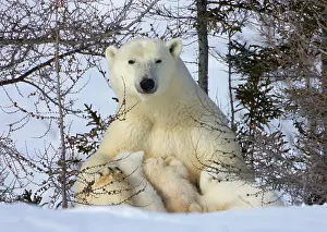 Keren: Mother polar bear with three cubs on the