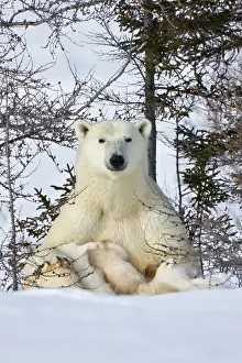 Keren: Mother polar bear with three cubs on the