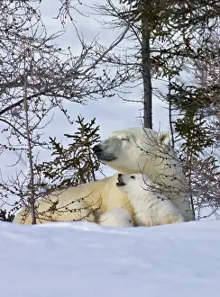 Keren: Mother polar bear with three cubs on the