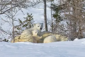 Keren: Mother polar bear with three cubs on the