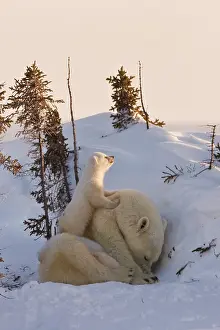 Keren: Mother polar bear with three cubs on the
