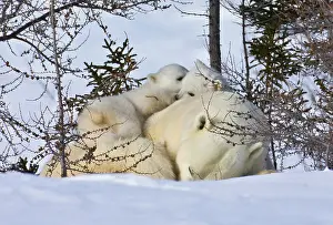 Wapusk: Mother polar bear with two cubs on the tundra