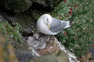 Bartruff: A mother Skua and her young chicks nesting