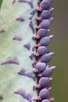 Backbone: Mother of thousands