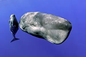 Sperm: Mother with few weeks young calf sperm whale, Physeter