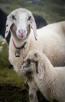 Zillertal: Mother with young animal, domestic sheep on alpine