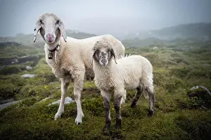 Zillertal: Mother with young animal, domestic sheep on alpine