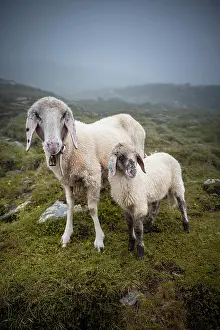 Zillertal: Mother with young animal, domestic sheep on alpine