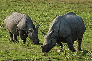 Unicornis: Mother and young One-horned Rhinoceros feeding
