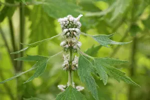 Leonurus: Motherwort