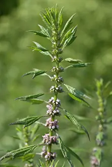 Leonurus: Motherwort