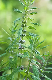 Leonurus: Motherwort