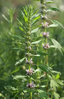 Leonurus: Motherwort