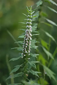 Leonurus: Motherwort