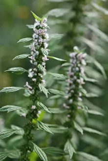 Leonurus: Motherwort