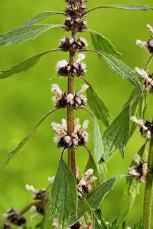 Leonurus: Motherwort - in flower. Medicinal and poisonous plant