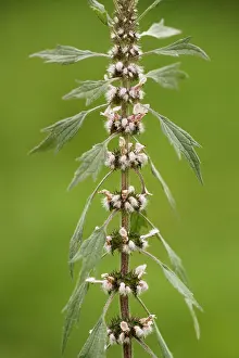 Widely: Motherwort - in flower. Widely used herb in child-birth